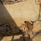 ماعز هيجن وعل