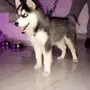 كلب هاسكي للبيع 