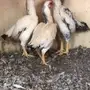 فارسي قزم طقمين بياض 