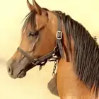 حصان فحل واهو مستوى فاخر