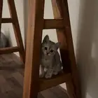 قطة لتبني