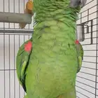 ببغاء امازوني