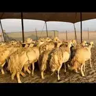 ماشاء الله تبارك الرحمن الله