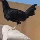 فرخ ديك تكسس