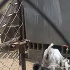 عناق للبيع