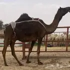 مجهم خلفه حدرها بكره كفو هديه حليب واجد
