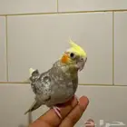 كروان أنثى أليف 100  100