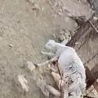 نعجه السنجامع واحد مطروحه خربان تشرب حليبها