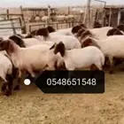 جز صوف الأغنام ماكينه كهرباء