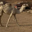 مفروده وضحى عبدانيه
