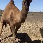 مطلوب بعير حمر ساحلي او عربي