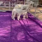 نجديه عيسيه متبع بتوم مزيونه