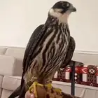 مطلوب جليميه