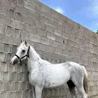 خيل شعبي
