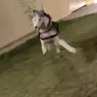 كلب هاسكي عمره 10 شهور اليف