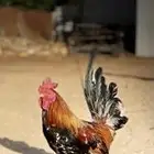 دجاج