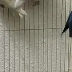 طيور روز للبيع