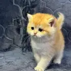 Scottish Fold Kitten NY12