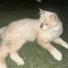 قطط ضائع للتبني