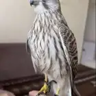 شرياص وشبوط