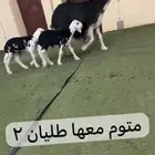نجد مواليد