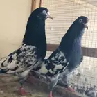 تم البيع تيدي أساس منتج