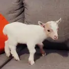 الماعز القزم مواليد