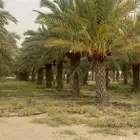 مطلوب مزارع نخل للايجار البكيريه وماحولها