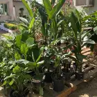 شتلة عصفور الجنة