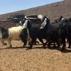 معزا عوارض