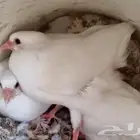 حمام فرنسي جانمبو