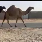 عجم ثنيه تربع