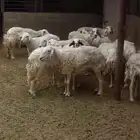 غنم حريه للبيع .- الخرج
