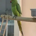 دره اليف بدايه كلام
