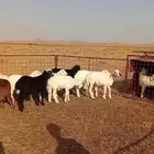 لبيع خرفان حريه