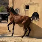 للبيع حصان شعبي شيخ