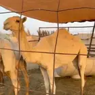 جمل