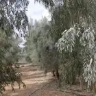 غازيه