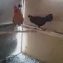 دجاج بلدي نظيف 