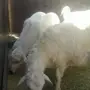 خمسه خرفان للبيع