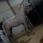 حصان شعبي شيخ ينافس الواهو