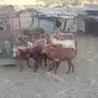 تيوس للبيع 