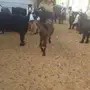 معزا عوارض رباعيات وثنايا وسديس