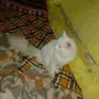 قط ذكر حار للبيع
