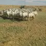 حريات طيبه 