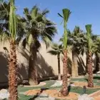 نخل واشنطني للبيع زينه