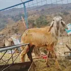 رخل درمانيه سواكنيه