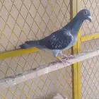 زاجل