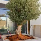 اشجار زيتون مشاتل اشجار