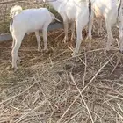 تيواس لبيع الموقع جيزان إسكان الحصمه